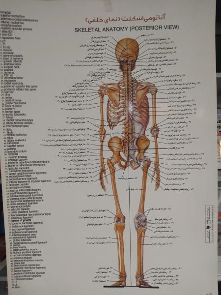 آناتومی اسکلت نمای خلفی - پوستر