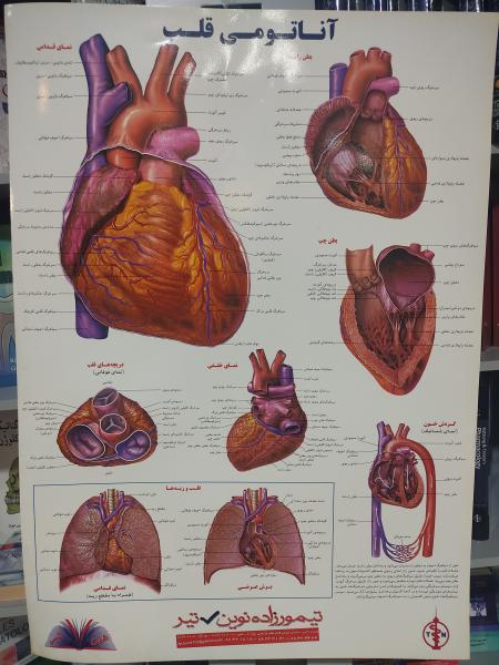 آناتومی قلب - پوستر